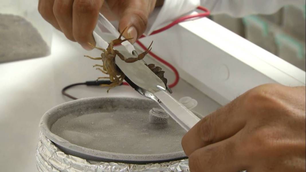 Çiftlikte üretip dünyanın dört bir yanına satıyor! Sadece 1 gramı bile küçük bir servet değerinde 7